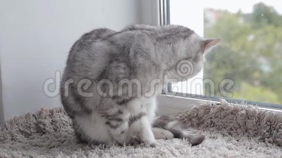 可爱的英国猫在家的窗台上洗自己视频的预览图