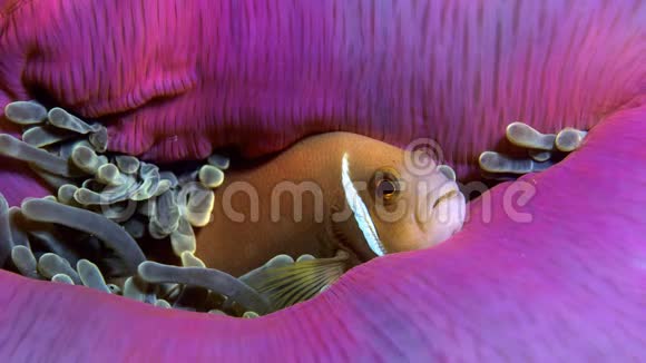 粉红色的海葵躲在海葵里动画是Stillphoto视频的预览图