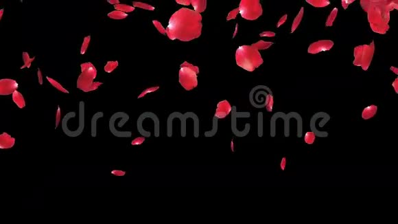 玫瑰花瓣飘落与黑色股票镜头视频的预览图