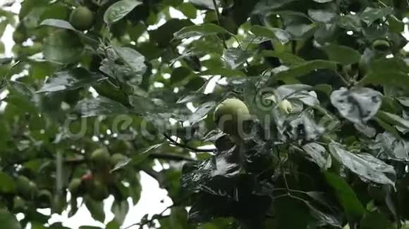 雨天树枝上有绿苹果的苹果树水滴滴在树叶上慢动作视频的预览图