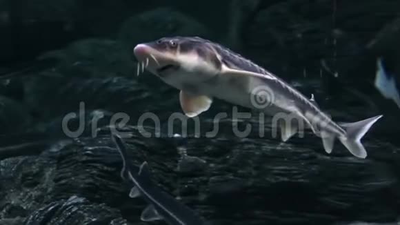 城市水族馆的鱼类生活鲟鱼视频的预览图