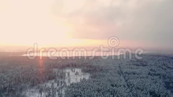 在雾蒙蒙的日出时分在白雪皑皑的混合森林中在冰冻的树梢上飞翔金色的太阳在冰冷的混合中升起视频的预览图