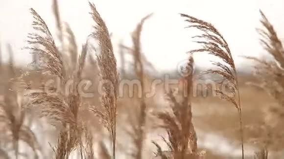 冬天河边的干芦苇视频的预览图