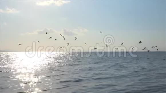 飞翔的海鸥俯视剪影鸟飞过海面视频的预览图