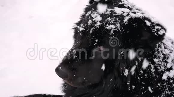 冬天下雪时无家可归的狗用悲伤的眼神看着镜头视频的预览图