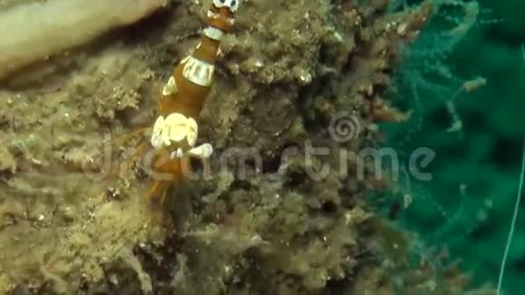伦贝海峡海葵上的海葵虾仁和海葵虾仁视频的预览图