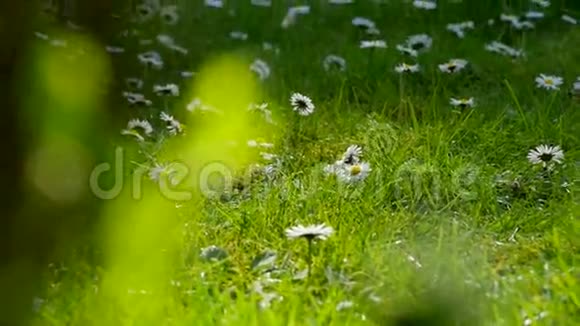 绿草上的白色雏菊视频的预览图
