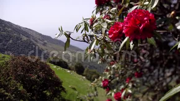 喜马拉雅山山坡上的鸟瞰森林视频的预览图
