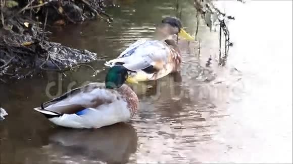 池塘里有两只鸭子视频的预览图