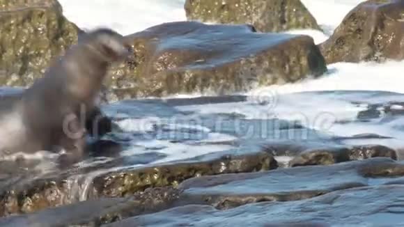 在一个美丽的日子里嬉戏的海狮幼犬在岩石海岸上奔跑视频的预览图