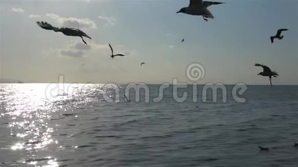 飞翔的海鸥俯视剪影鸟飞过海面视频的预览图