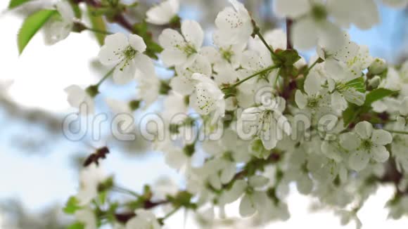 蜜蜂飞来采集樱桃树上的花粉视频的预览图