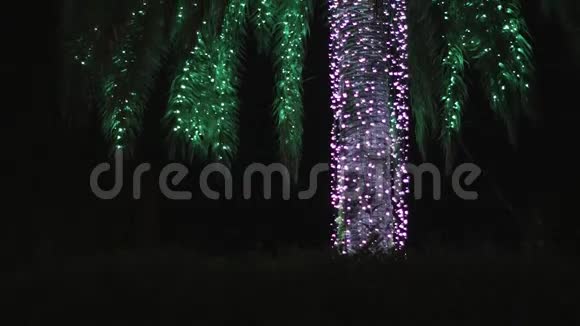 夜间光照的棕榈树缓慢倾斜视频的预览图