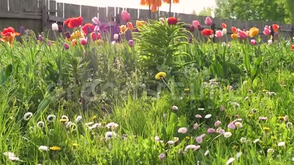 花园里开着许多美丽明亮的花视频的预览图
