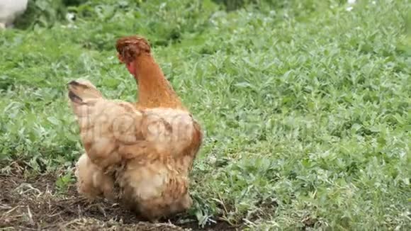 在堆肥堆附近的村子里各种各样的鸡和公鸡在菜园里跑来跑去视频的预览图
