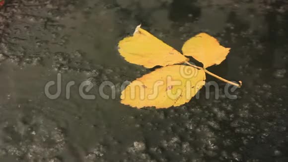 冰冻水洼冰上的黄树莓叶子视频的预览图