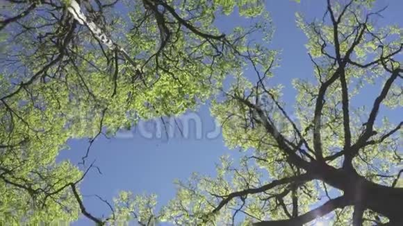 在蓝蓝的天空背景下在初春有绿色嫩叶的树木的底部景色视频的预览图