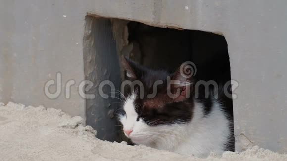 冷静的猫从街上的地下室洞里看视频的预览图