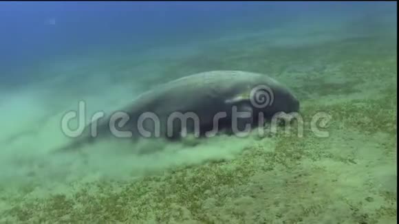 DugonDugonDugon在潜水地点SheikMalik附近的红海里吃海草视频的预览图