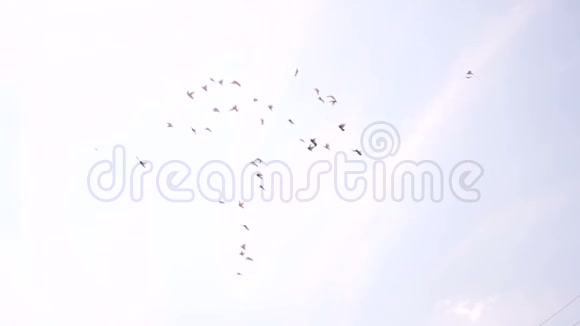 鸽子在蓝天上飞翔鸟儿在飞翔视频的预览图