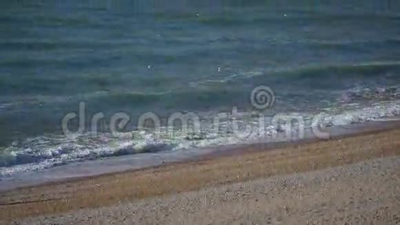 沙滩上有海鸥小浪视频的预览图
