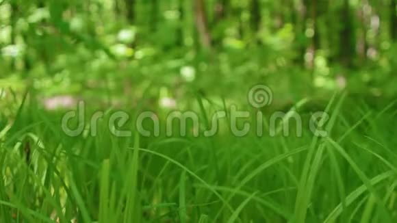 绿草在林中随风摇曳视频的预览图