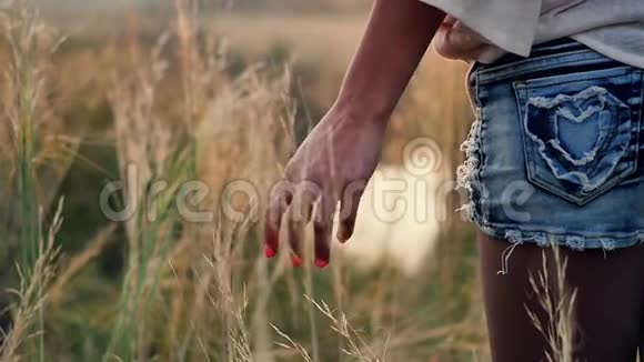 夕阳西下的女孩在一片秋野上开着花抚摸着高野草的手视频的预览图