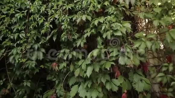 花园里生长着装饰性的野生绿色葡萄视频的预览图