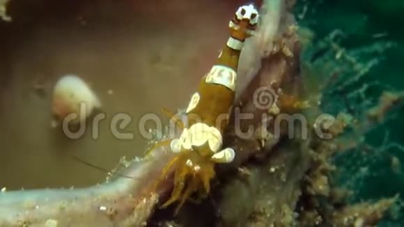 伦贝海峡海葵上的海葵虾仁和海葵虾仁视频的预览图