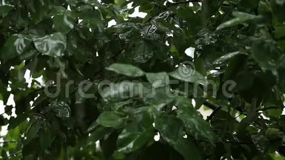 雨天树枝上有绿苹果的苹果树水滴滴在树叶上慢动作视频的预览图