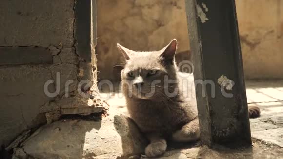 4k加泰罗尼亚猫老战士拯救了守旧城的老城墙在狭窄的中心街道的阴影下充满了视频的预览图