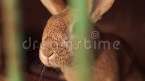 兔子在动物农场的笼子里特写视频的预览图