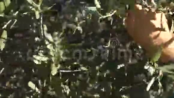 橄榄收获人视频的预览图