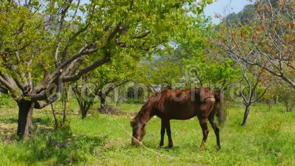 马在花园里吃草视频的预览图