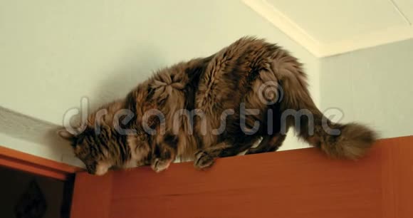 手持镜头的灰猫平衡在木门顶部嗅着低头看着猫卡住了老式颜色视频的预览图