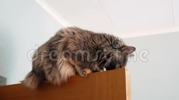 可爱的猫探索门的顶部木门上方灰猫的脚印嗅着视频的预览图