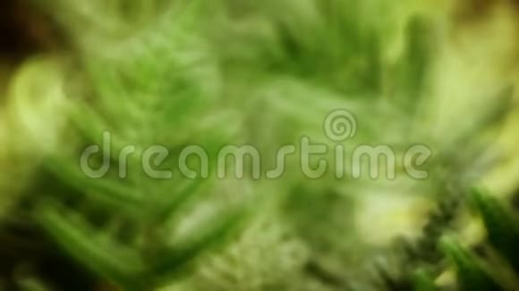 蕨类植物绿叶的特写视频的预览图