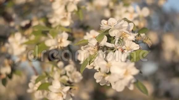 蜜蜂在夏天的蓝天背景下从苹果树美丽的白花中采集花蜜和花粉视频的预览图