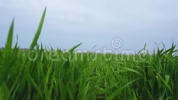 阳光明媚的一天年轻的绿叶在农田上生长在大的工业农田上的年轻绿色小麦视频的预览图