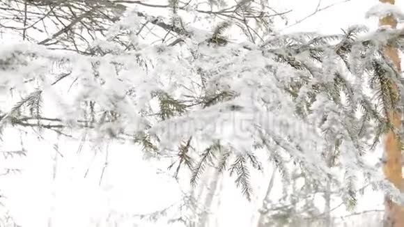 白雪覆盖的杉树枝在风中摇曳模糊的背景视频的预览图