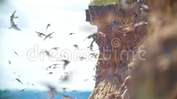 在阳光明媚的日子里燕子绕着悬崖飞行视频的预览图