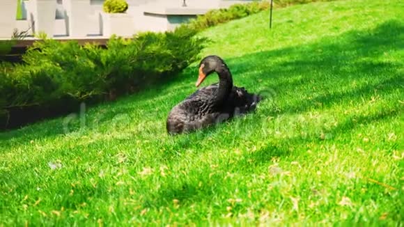 一只红嘴的黑天鹅独自坐在城市公园池塘边的绿草上4K视频的预览图