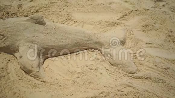 沙滩上沙滩上海豚的身影视频的预览图