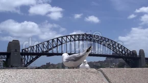 鸥以慢动作飞走背景是海港大桥视频的预览图