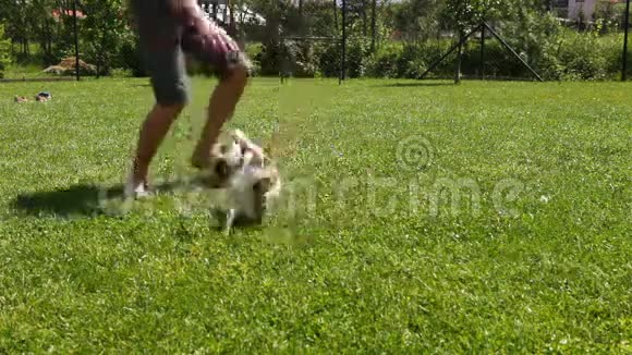 一个人和他的杰克拉塞尔狗在草地上踢足球视频的预览图