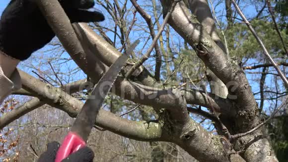 早春园丁剪苹果树枝视频的预览图