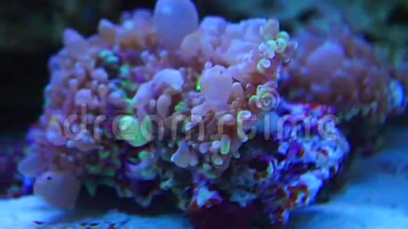 特写粉色珊瑚礁视频的预览图