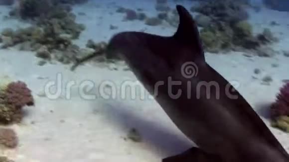 印度太平洋宽吻海豚阿敦库斯正在胡尔加达附近的红海地区与潜水员玩耍和吹哨子视频的预览图
