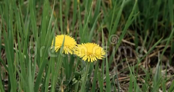 蒲公英在春天草甸鲜绿的草地上绿色草地背景上的黄色蒲公英花视频的预览图