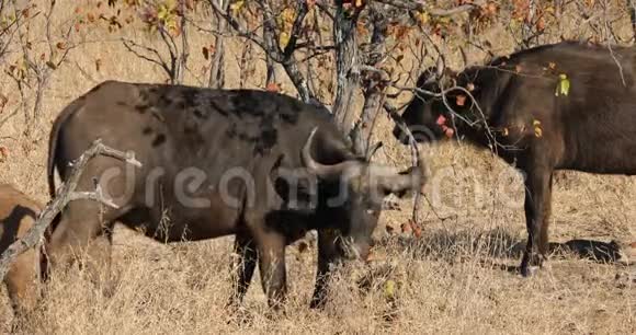 非洲水牛在树上摩擦视频的预览图